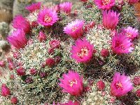 Mammillaria zeilmanniana ©JLcoll.3081.jpg